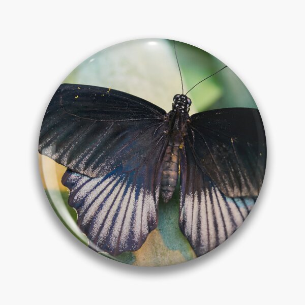 Item preview, Great Mormon Papilio Memnon designed and sold by Jouko Lehto Photography.
