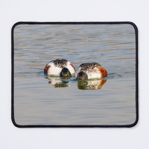 Item preview, Two Shovelers Dabbling designed and sold by DawsonImages.