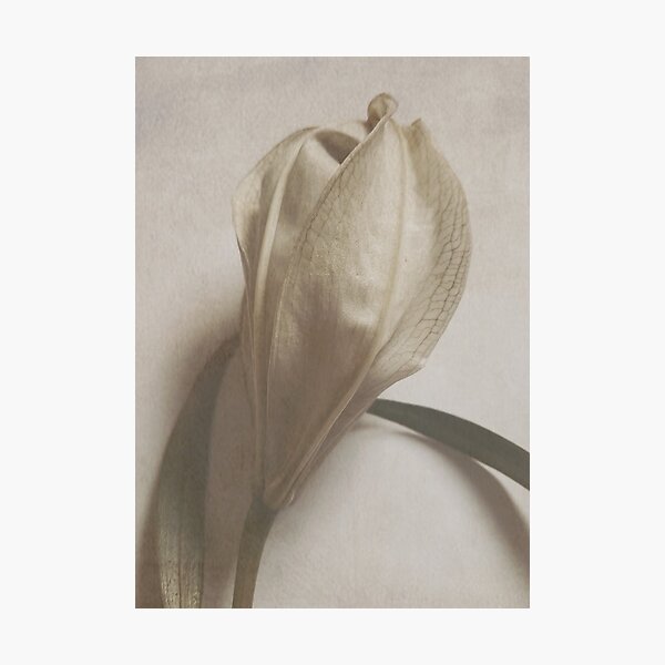 Item preview, Wabi Sabi Flower designed and sold by dream of forest ART.