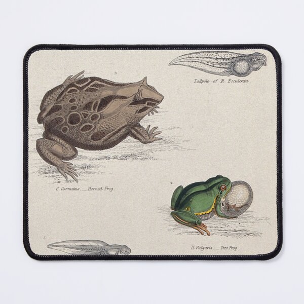 Item preview, Frogs and Tadpoles designed and sold by BlueSpecsStudio.