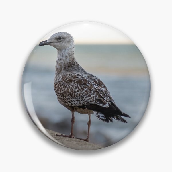 Item preview, Herring gull on the seawall  designed and sold by yackers1.