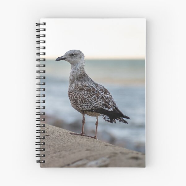 Item preview, Herring gull on the seawall  designed and sold by yackers1.
