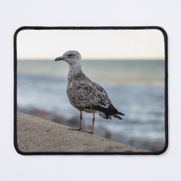 Item preview, Herring gull on the seawall  designed and sold by yackers1.
