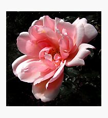 Sweet Albertine Photographic Print