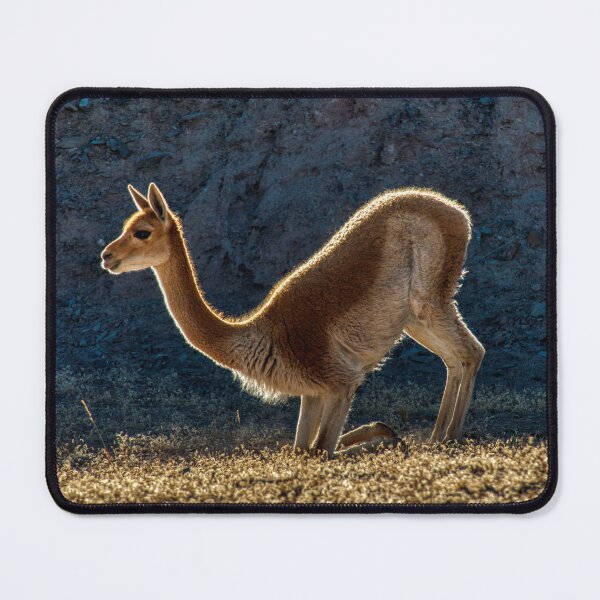 Item preview, Vicuna Backlit - HDR Photography of the Andean Highlands (Argentina) designed and sold by Keltoi-art.