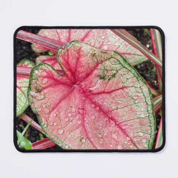 Item preview, Raindrops on Pink Caladium Leaf designed and sold by TrisaThyme.