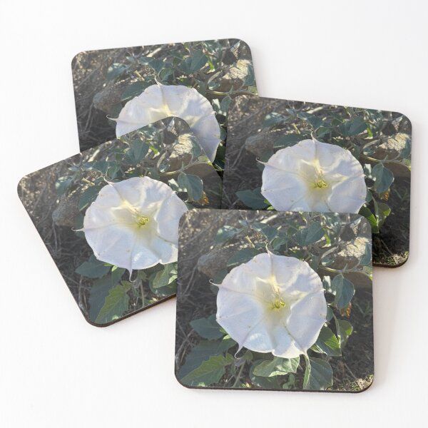 Item preview, White Morning Glory in Sunlight designed and sold by TrisaThyme.