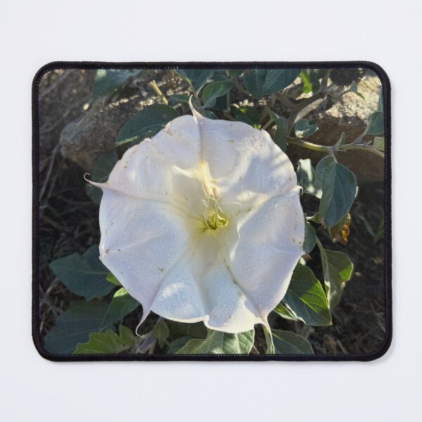 Item preview, White Morning Glory in Sunlight designed and sold by TrisaThyme.