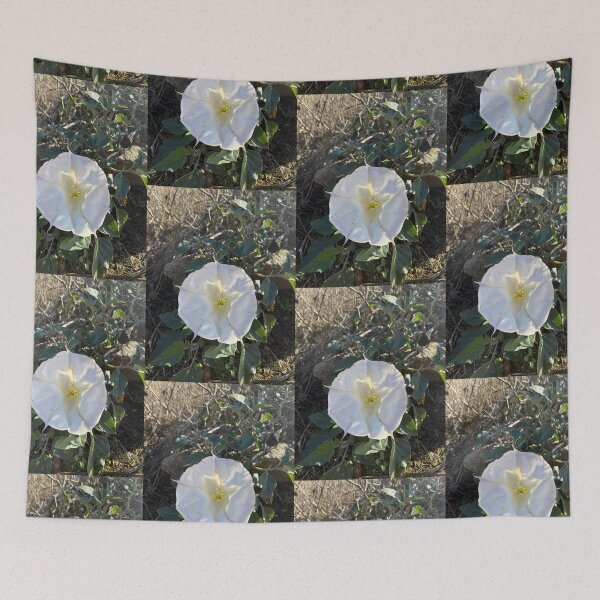 Item preview, White Morning Glory in Sunlight designed and sold by TrisaThyme.