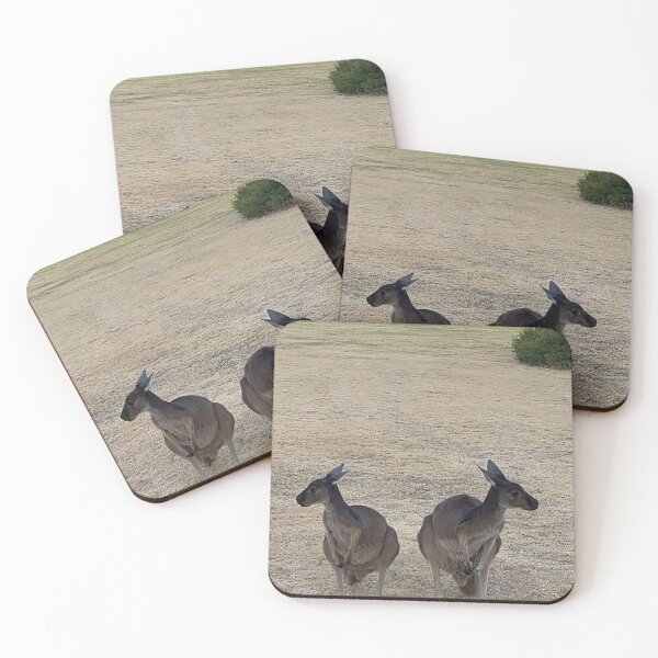 Item preview, Perth Kangaroos at Sunset – Real Australian Wildlife Photo designed and sold by BCmessenger.