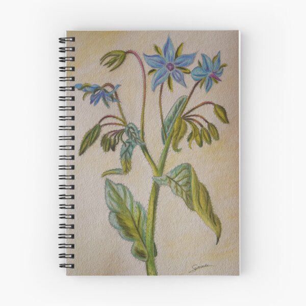Item preview, Borago officinalis designed and sold by P. Le Sommer.