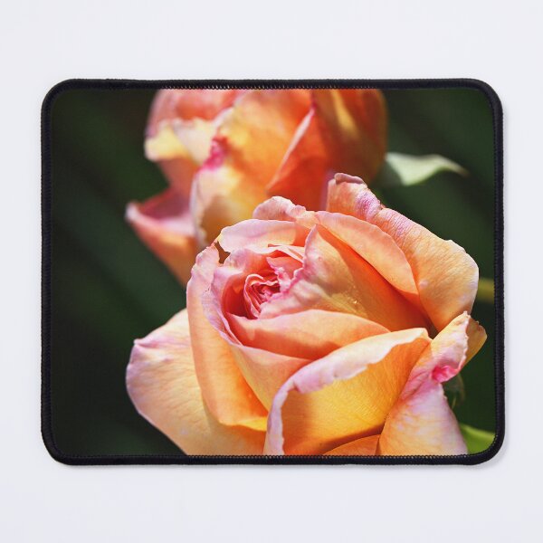 Item preview, Vibrant Orange Roses Bloom designed and sold by Joy Watson - Natural Light Photography .