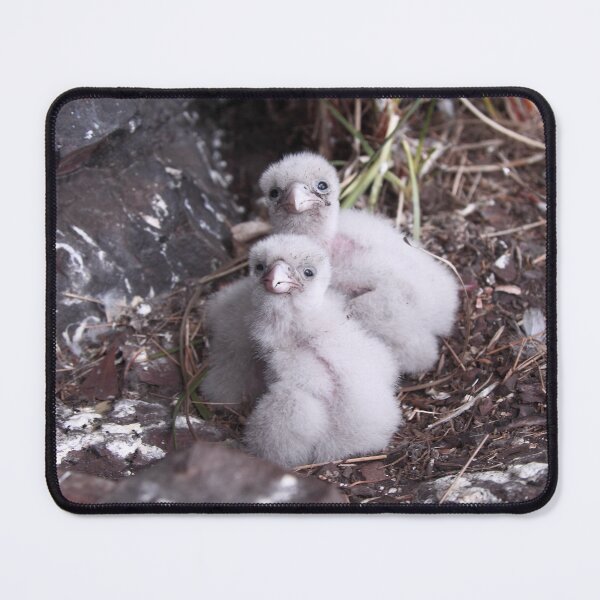 Item preview, Baby peregrine falcons designed and sold by Donovan Wilson.