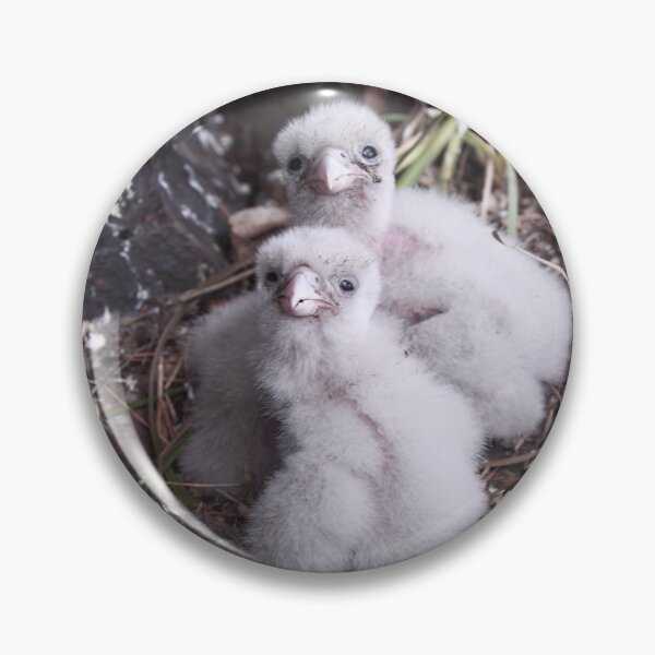 Item preview, Baby peregrine falcons  designed and sold by Donovan Wilson.