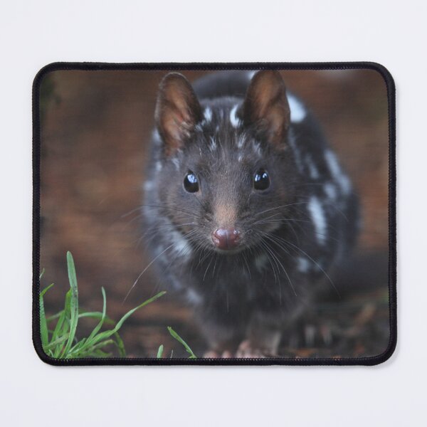 Item preview, Eastern Quoll .Black mortph. designed and sold by Donovan Wilson.