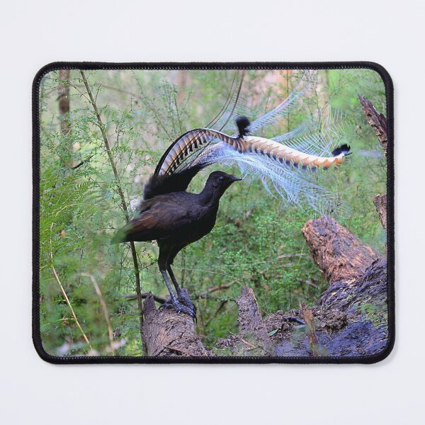 Item preview, The king of Songbirds and the duke of dancers. designed and sold by Donovan Wilson.