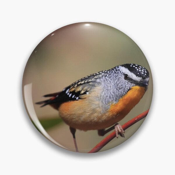Item preview, Spotted Pardalote. designed and sold by Donovan Wilson.