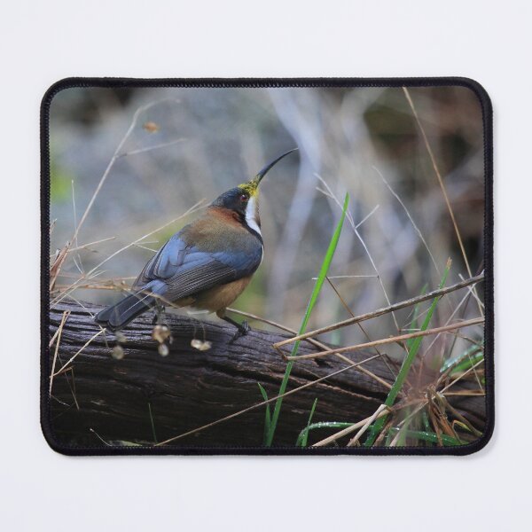 Item preview, Eastern Spinebill designed and sold by Donovan Wilson.