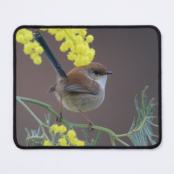 Item preview, Superb Fairy Wren and Silver Wattle designed and sold by Donovan Wilson.