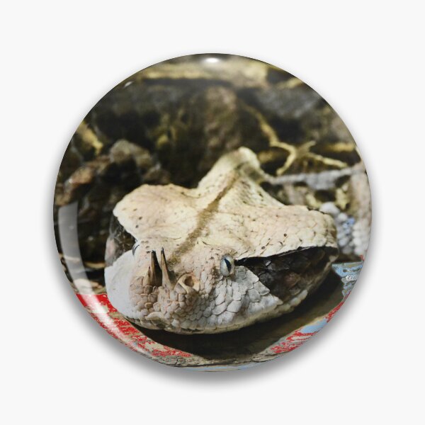 Item preview, Gaboon Viper – Majestic Presence in the Jungle / Swiss Artwork Photography designed and sold by Raphael Wolf.
