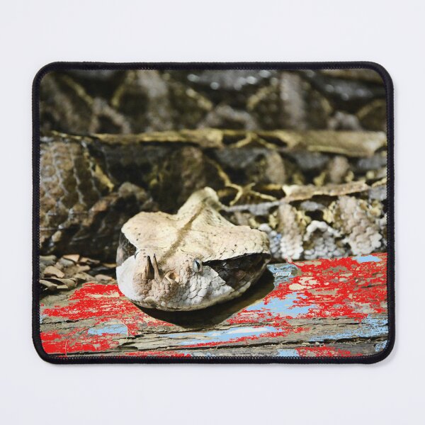Item preview, Gaboon Viper – Majestic Presence in the Jungle / Swiss Artwork Photography designed and sold by Raphael Wolf.