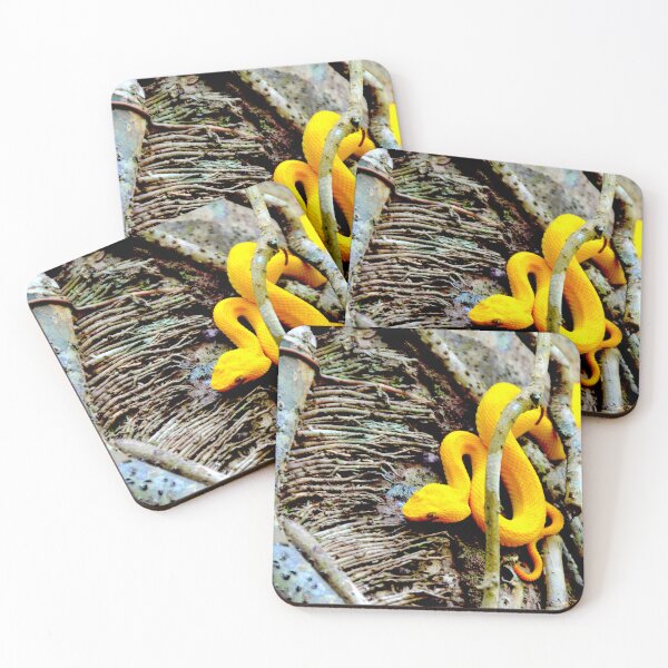 Item preview, Yellow eyelash viper in Costa Rica – Intense natural wonder / Swiss art photography designed and sold by Raphael Wolf.