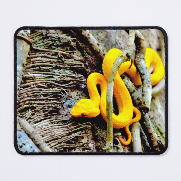 Item preview, Yellow eyelash viper in Costa Rica – Intense natural wonder / Swiss art photography designed and sold by Raphael Wolf.