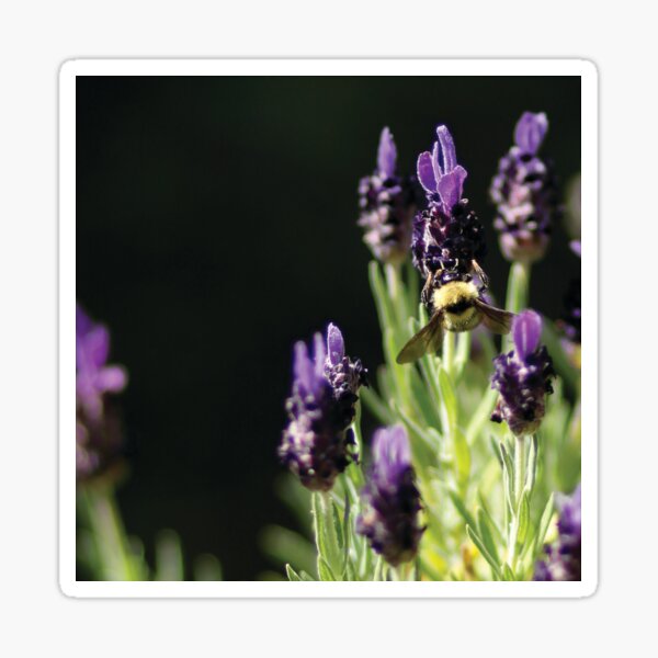 Busy Bee Sticker