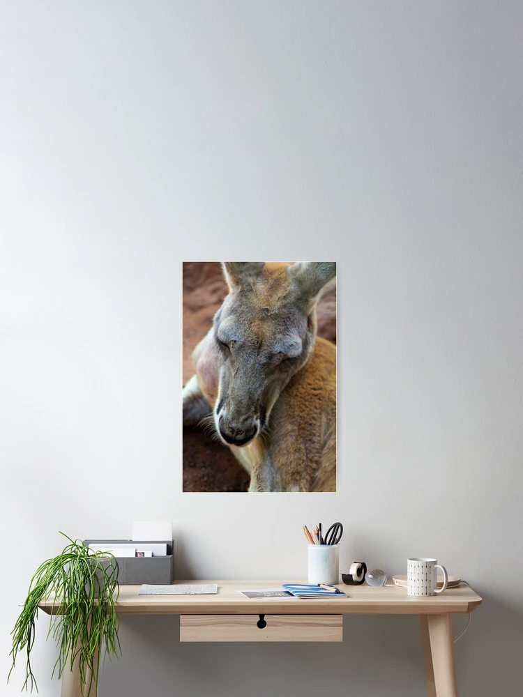 Thumbnail 2 of 3, Poster, Ol' Man Roo designed and sold by kwill.