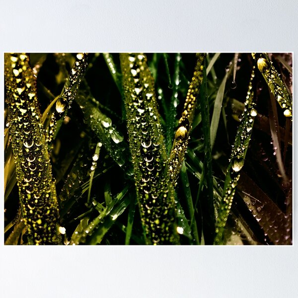Item preview, Golden Drops of Dew designed and sold by mavicfe.