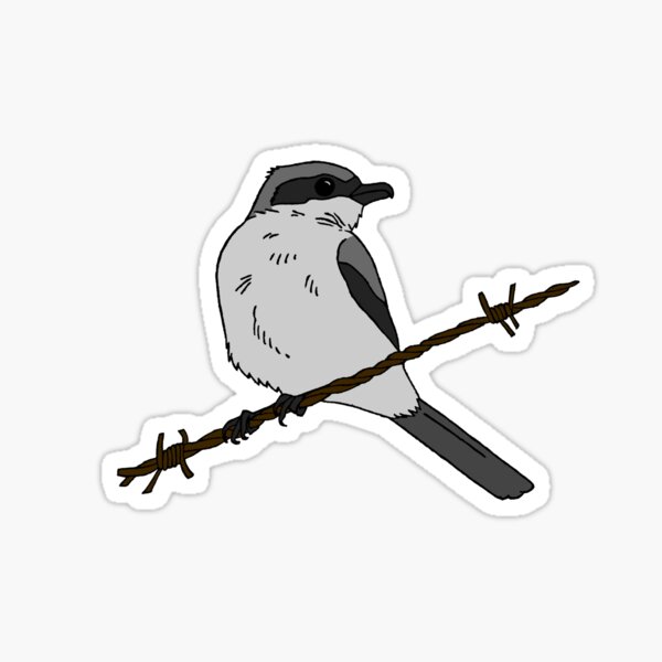 Loggerhead Shrike Sticker