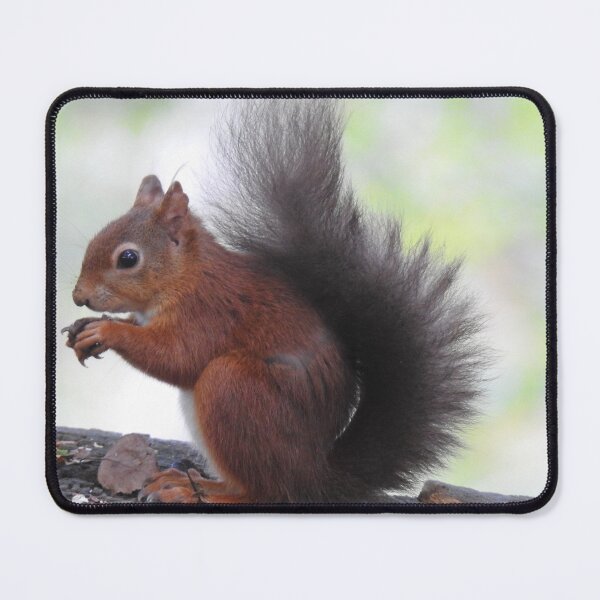 Item preview, Close view of Red Squirrel with a chestnut designed and sold by TwistedClassics.