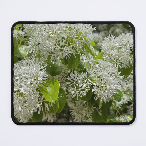 Item preview, Soft White Petals in Full Bloom designed and sold by royalswin.