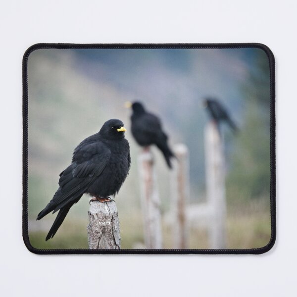Item preview, Three Alpine Choughs – Resilience in the Swiss Alps / Swiss Art Photography designed and sold by Raphael Wolf.