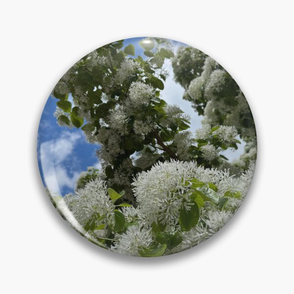 Item preview, White Fringe Tree Blossoms Against Blue Sky designed and sold by royalswin.