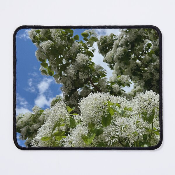 Item preview, White Fringe Tree Blossoms Against Blue Sky designed and sold by royalswin.