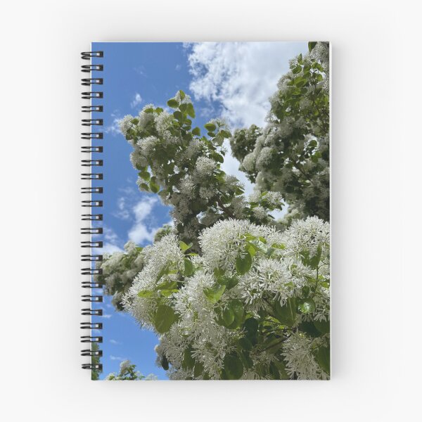 Item preview, White Fringe Tree Blossoms Against Blue Sky designed and sold by royalswin.