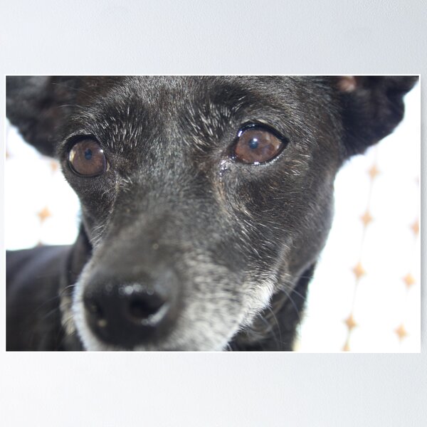 Item preview, Mans best friend designed and sold by Fitzard.