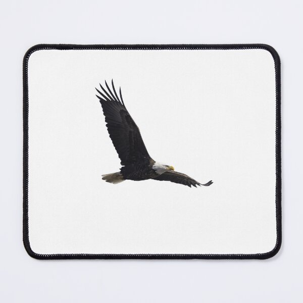 Item preview, Isolated Soaring Bald Eagle 3-11-2024-2 designed and sold by Thomasyoung.