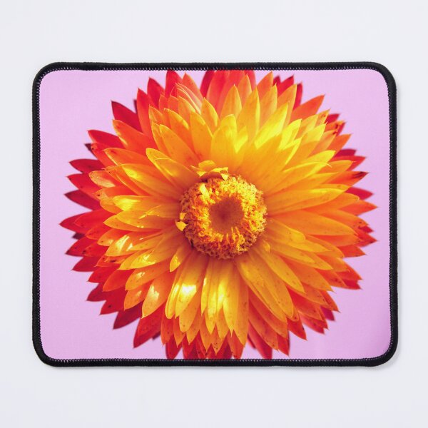 Item preview, Strawflower Sun designed and sold by birgitsfotoshop.