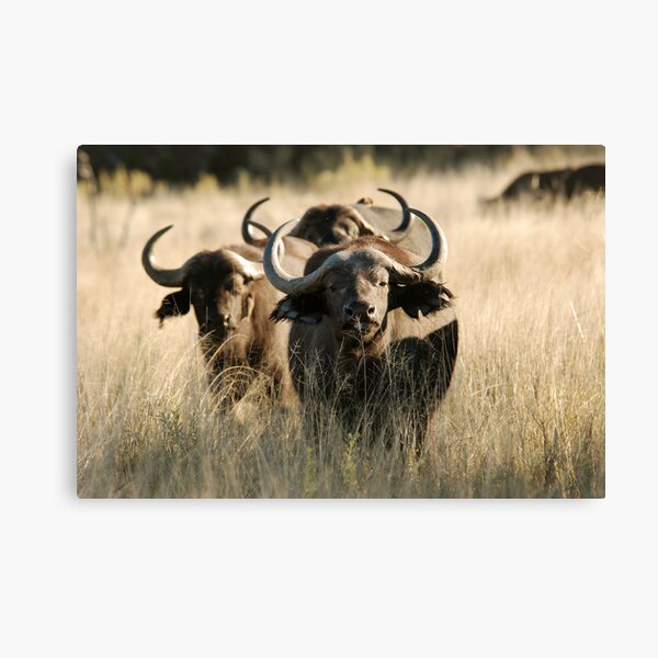 Buffalo - Okavango Delta, Botswana Canvas Print