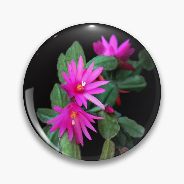Item preview, Zygocactus Truncatus  a.k.a. Christmas Cactus designed and sold by heatherfriedman.