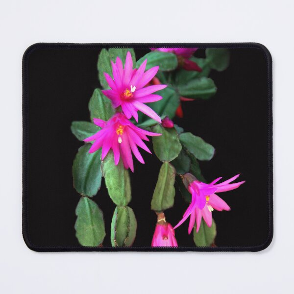Item preview, Zygocactus Truncatus  a.k.a. Christmas Cactus designed and sold by heatherfriedman.