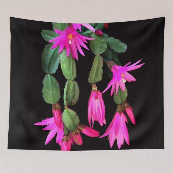 Item preview, Zygocactus Truncatus  a.k.a. Christmas Cactus designed and sold by heatherfriedman.