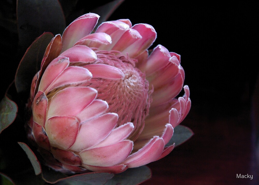 Протея грандиколор. Как выглядит протея. Как выглядит протея. Протея кинг. Протея грандиколор.