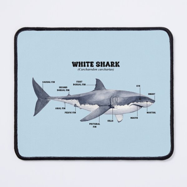 Item preview, WHITE SHARK INFOGRAPHIC designed and sold by BEATRIZ ABAITUA.