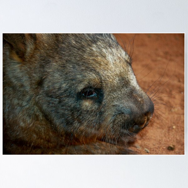Wombat Poster