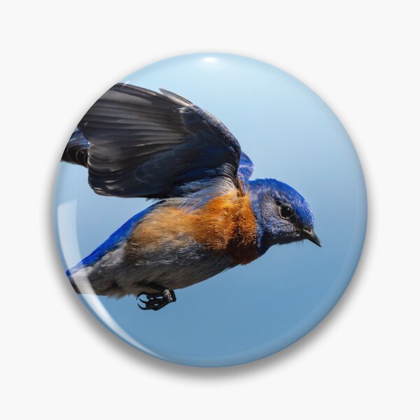 Item preview, Western Bluebird Short Hop designed and sold by DawsonImages.