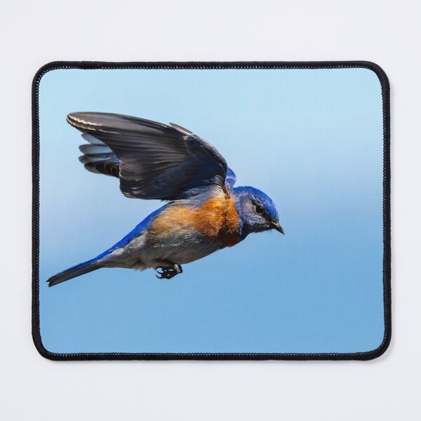 Item preview, Western Bluebird Short Hop designed and sold by DawsonImages.