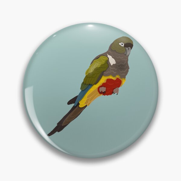 Item preview, Patagonian Conure (Burrowing Parrot/Parakeet) designed and sold by BDBirds.